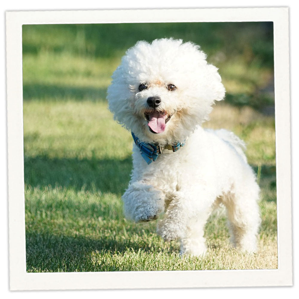 Bichon Frise Jewelry Dazzling Paws