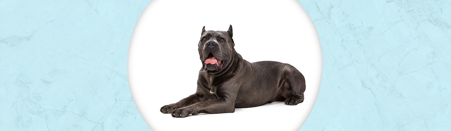 Cane Corso Jewelry Dazzling Paws