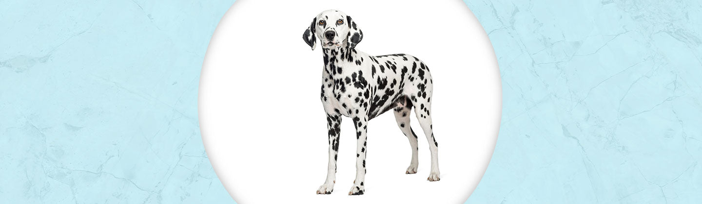 Dalmatian Jewelry Dazzling Paws