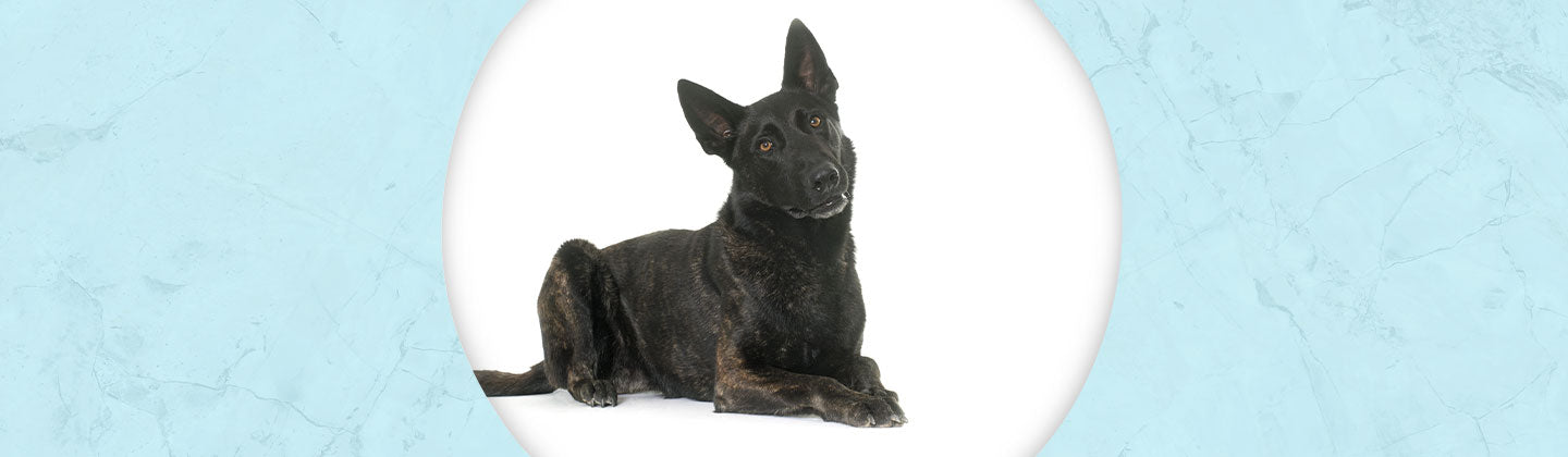 Dutch Shepherd Dog- crystal clock in the shape of a wings with the on sale image of a pure-bred dog.