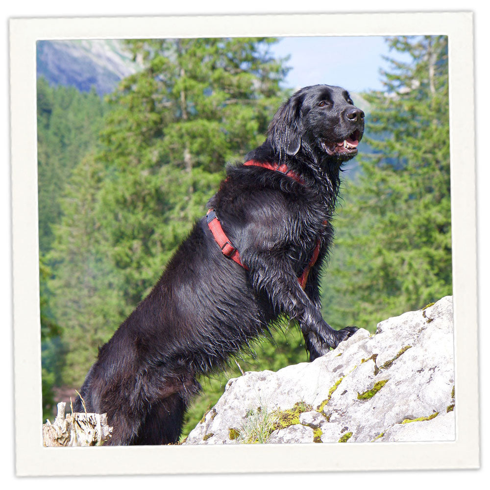 Flat coated retriever gifts hotsell