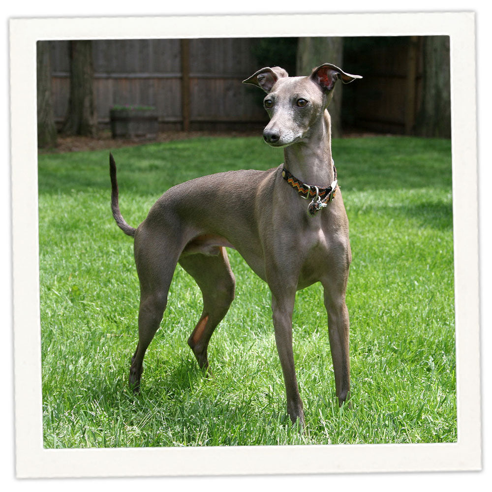 Italian Greyhound Jewelry Dazzling Paws