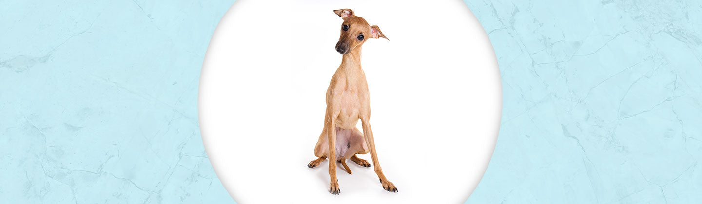 Italian greyhound jewelry best sale